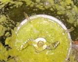A picture of step 5 of Mango Chutney Chaat.