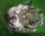 Foto langkah ke 2 dari resep Udang krispi super simpel “15-9-20”.