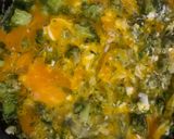 Pas rețetă Omletă cu broccoli, ceapă verde și mărar ! 1 fotografie