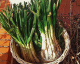 Foto del paso 3 de la receta: Calçotada