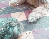 Foto del paso 4 de la receta: Galletas de avenas para ellos 🐕🐕