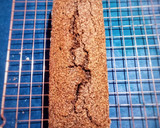 Foto del paso 7 de la receta: Budín de lentejas y coco. Flour free, fast free