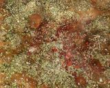 Foto del paso 5 de la receta: Mini albóndiguitas para copetin!!!