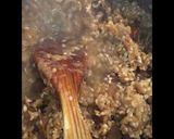 Foto del paso 6 de la receta: 🍄Risotto de setas🍄