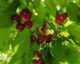 عکس مرحله 2 از دستور چای و دَم نوشِ آلبالو