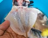 Gambar langkah 2 resipi Tips Mudah Bersihkan Darah ikan yang Melekat.