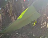 Foto del paso 8 de la receta: Tamales Oaxaqueños