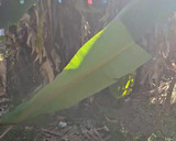 Foto del paso 8 de la receta: Tamales Oaxaqueños