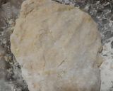 Foto del paso 1 de la receta: Pie de limón