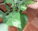 صورة لخطوة 1 من وصفة لمرضى السكري مسفوف بالأعشاب البرية🍃🍃🍃🍃🍃🍃