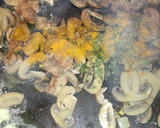 Foto del paso 3 de la receta: Arroz caldoso