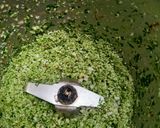 A picture of step 1 of Brinjal pavta Sabji.