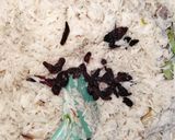 Foto langkah ke 4 dari resep Nasi Mandhi Kambing.