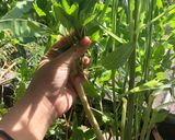 รูปขั้นตอนการทำที่ 1 ของ 🍄ต้มแซบเห็ดอกไก่🌶