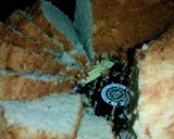 Foto langkah ke 7 dari resep Banana cake 1 telur.