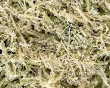 Foto del paso 2 de la receta: Fideos al pesto de albahaca 🌿