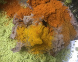 ராஜ் மாகட்லைட் (rajma cutlet)#ga4 #week 21 ரெசிபி ஸ்டேப் 4 புகைப்படம்