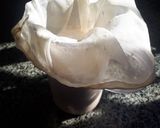 Foto del paso 2 de la receta: Yogurt vegano en yogurtera