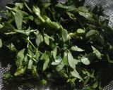 A picture of step 2 of Methi Onion Rayata.