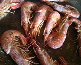 Foto del paso 2 de la receta: Rossejat (arroz con sepia y gambones)