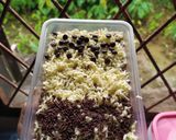 Foto langkah ke 7 dari resep Setup Roti Tawar Coklat Keju.