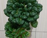 Foto langkah ke 1 dari resep Tumis Sawi Pagoda (Tatsoi).