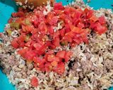A picture of step 10 of Grandma's Spicy Stuffed Peppers.