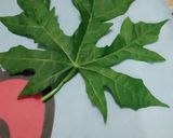 Foto langkah ke 1 dari resep Sayur daun pepaya.