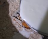 A picture of step 7 of Nawabi Paneer.