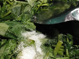 Oseng kangkung tok