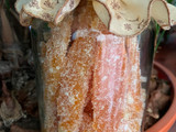 Cascaritas de naranja escarchadas