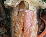 Foto del paso 12 de la receta: Cascaritas de naranja escarchadas