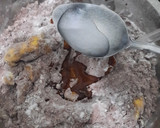 Foto langkah ke 3 dari resep Isian Cokelat untuk Kue / Roti.