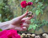 عکس مرحله 2 از دستور کوکی چاکلت مینی