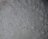 Foto del paso 4 de la receta: Bizcochuelo Económico