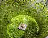 A picture of step 3 of Aloe Vera Coriander Tangy Detox Juice.