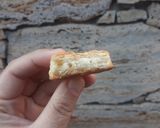 Foto del paso 8 de la receta: Bizcochitos de manteca