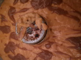 Torta de zanahoria