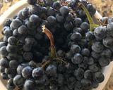 A picture of step 1 of How to Make CABERNET SAUVIGNON Grape Wine.