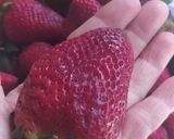 Foto del paso 1 de la receta: Postre Vigilante Con Dulce De Frutillas Sin Azúcar Y Ricota