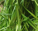 Hình bước làm 1 của món Bánh hẹ