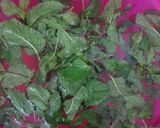 A picture of step 1 of Mint Margarita.