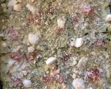 Foto del passaggio 3 della ricetta Lasagna zucchine e speck 💚
