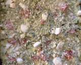 Foto del passaggio 3 della ricetta Lasagna zucchine e speck 💚