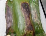 Foto langkah ke 6 dari resep Nasi Bakar Isi Sei Tuna Pedas.