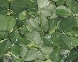 A picture of step 1 of Aaloo methi.