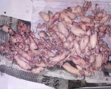 Foto langkah ke 1 dari resep Cumi Asin Pedas Pete MANTAP!!! 👍👍.