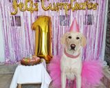 Foto del paso 6 de la receta: Pastel de cumpleaños apto para perritos 🎂🥳