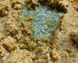 Foto del paso 5 de la receta: Hamburguesas de garbanzo y calabaza
