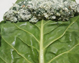 Foto del paso 5 de la receta: Canelones light (sin masa)